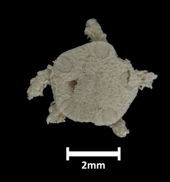 Media type: image;   Invertebrate Zoology OPH-1407 Description: Top down view of single ophiuroid specimen with a scale bar.;  Aspect: dorsal